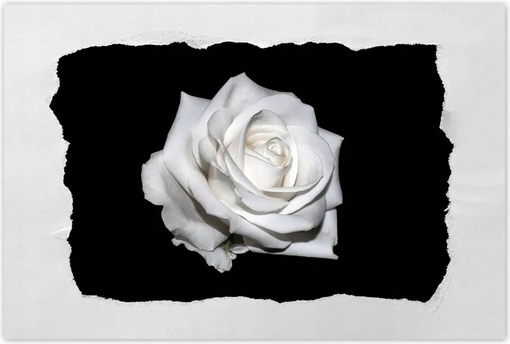 Poszterek 60x40 Rózsa Virág Virágok Rózsa