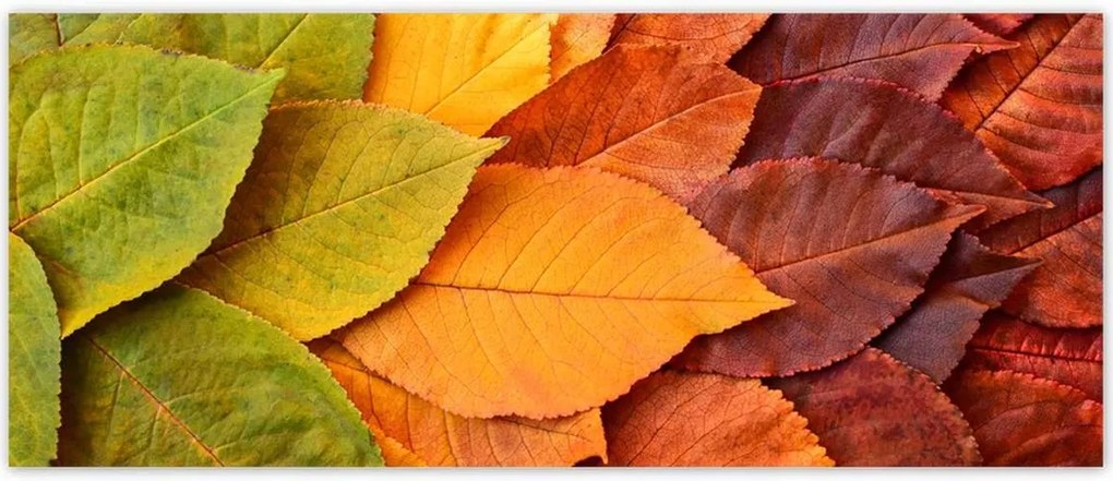 Fotótapéták 250x104 Őszi színes levelek Levelek az ősz színeiben