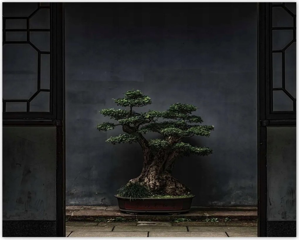 Poszterek 50x40 Bonsai Fa Kultúra