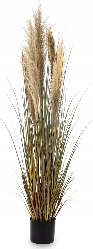 Magas Fű Nád Nagy Dísznövény Hálószoba Nappaliba 155 cm.