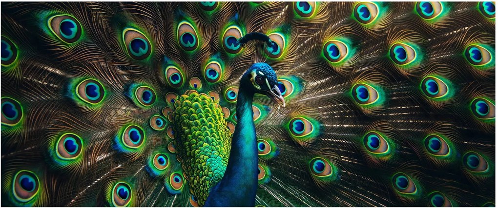 Kép – Pávatoll (120x50 cm)