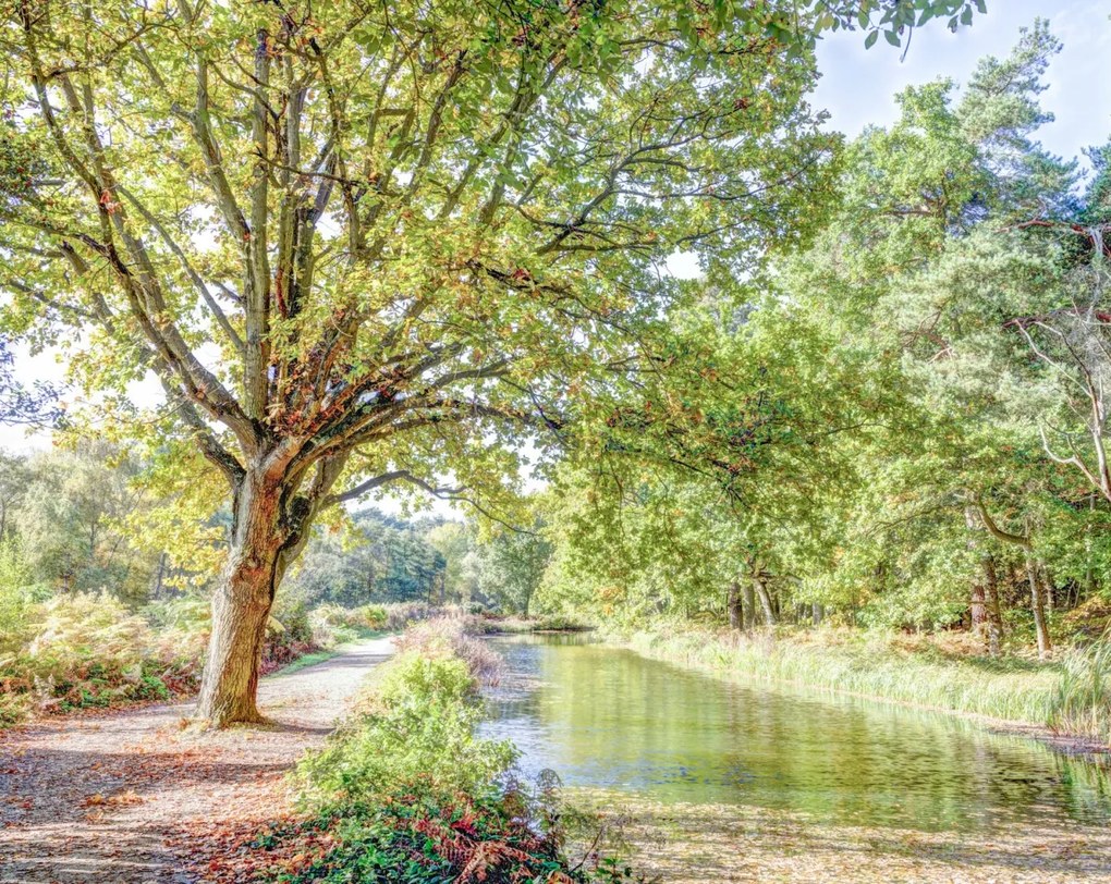 Poszter 76x60,5cm Ösvény a csatorna felett az erdőben, Assaf Frank