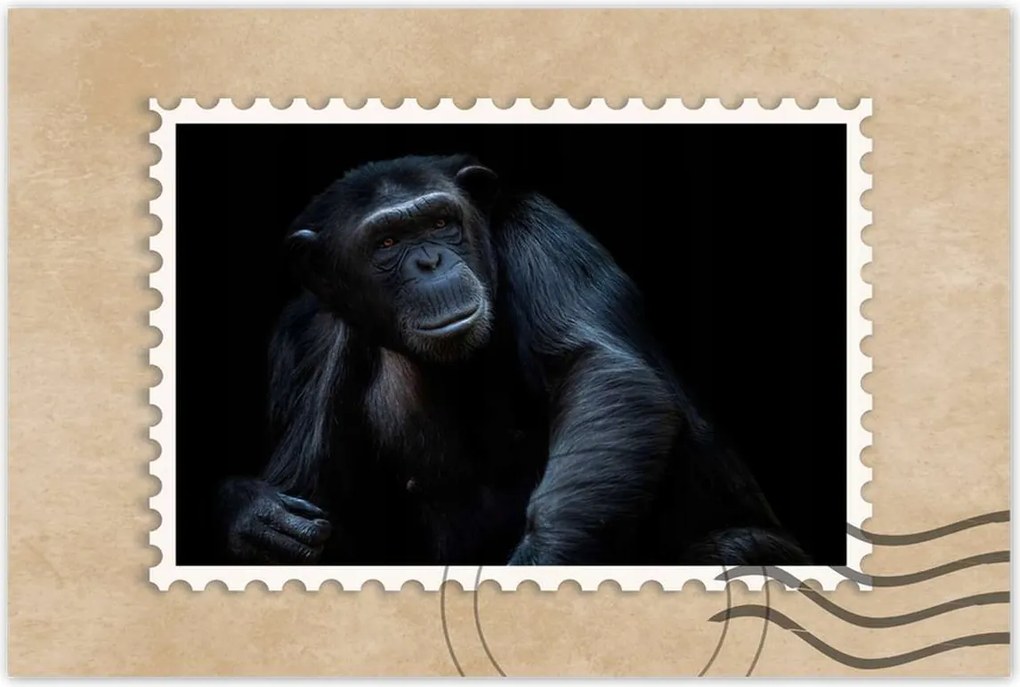 Poszterek 90x60 Egy erős csimpánz portréja