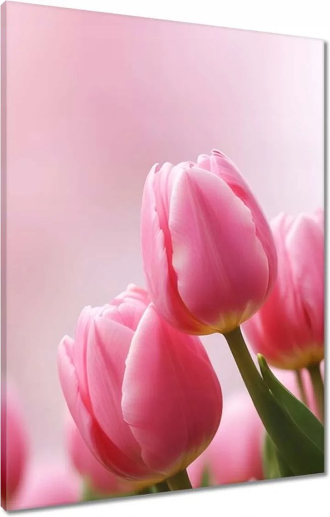 Vászonkép 60x80 Rózsaszín tulipánok