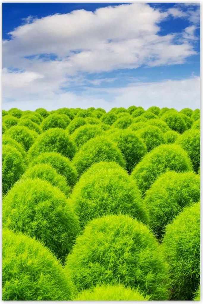 Poszterek 60x90 Zöld tekintet Völgy