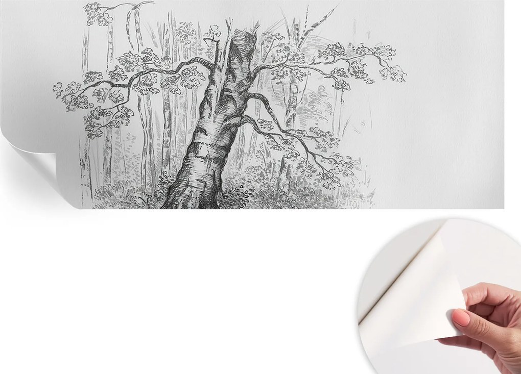 Öntapadós Dekoratív Fotótapéta Hálószobába Erdei fa 250x104 cm