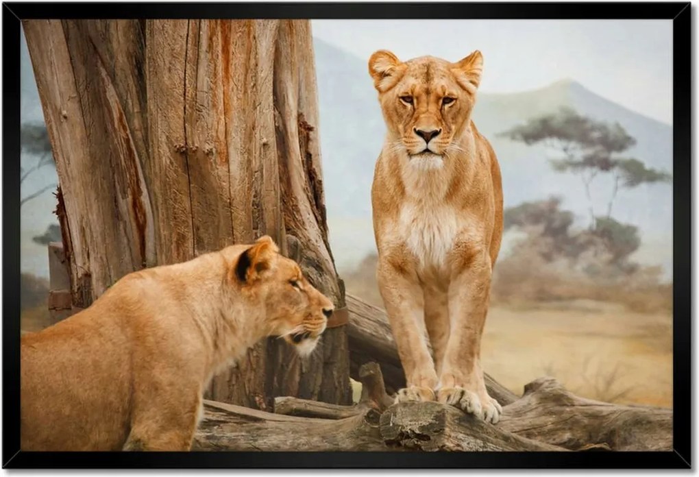 Poszterek keretben 60x40 Oroszlánok Afrikában