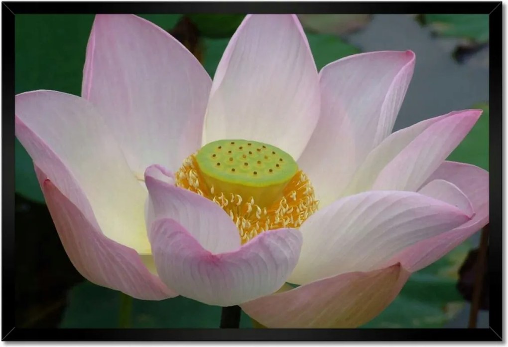 Poszter keretben 60x40 Lótusz lótuszvirág