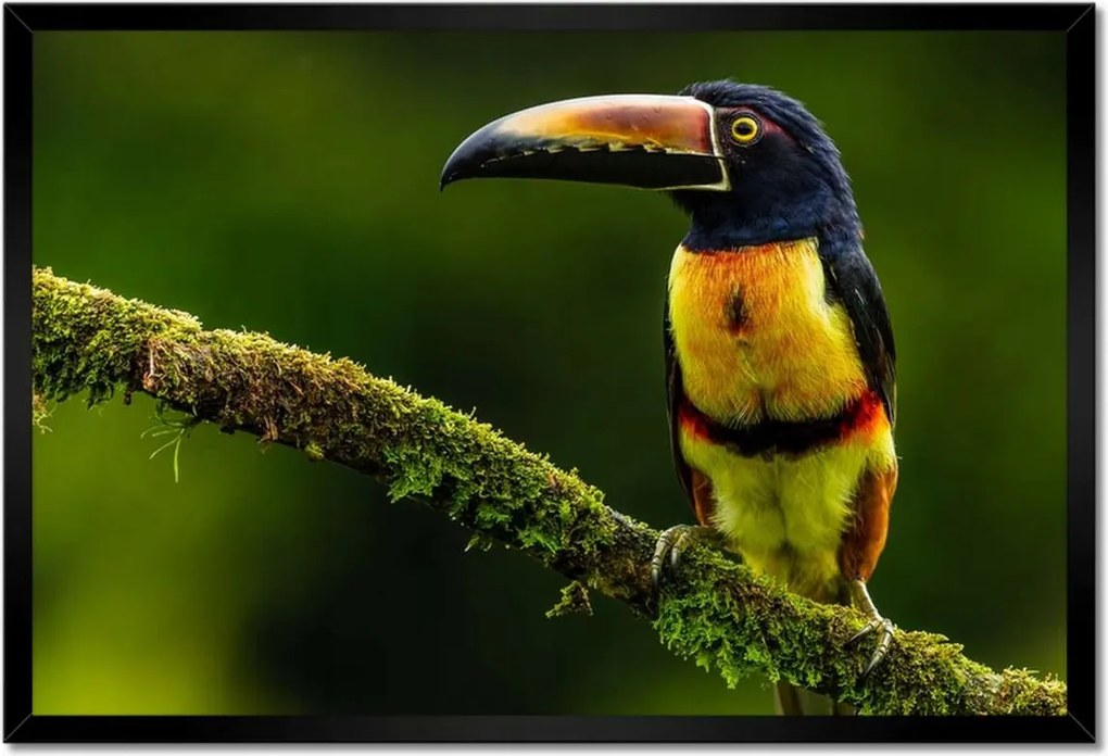 Poszterek keretben 60x40 Madarak