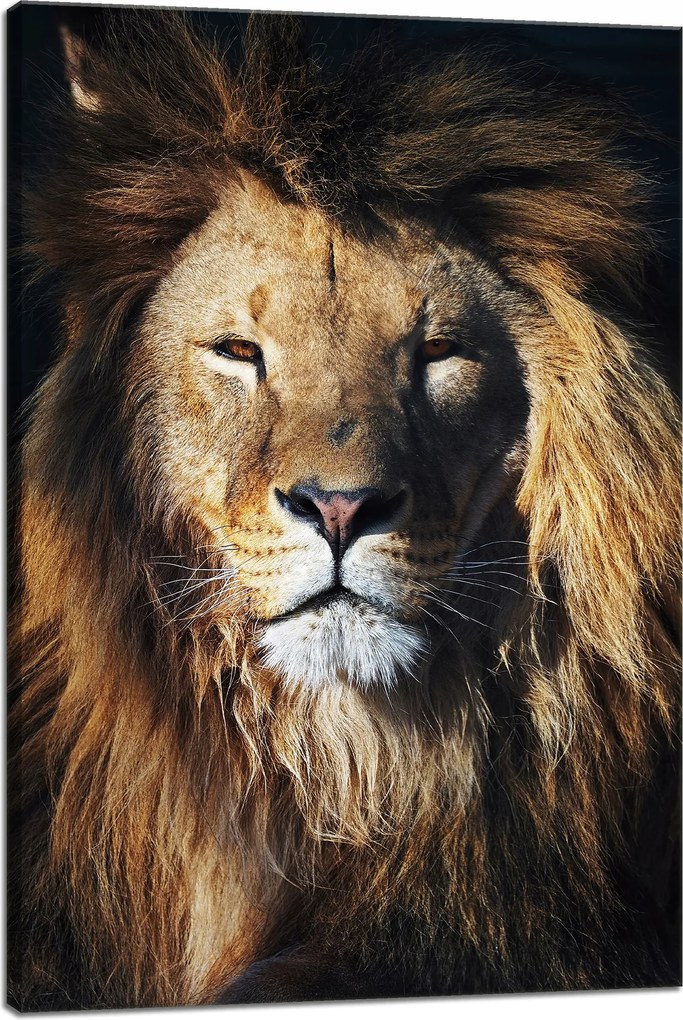 Vászonkép Oroszlán Sörény Arc Vaddisznó 40x60 cm Ideális ajándék