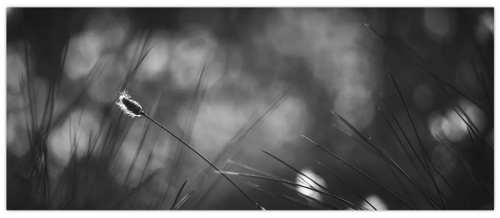 Kép - Mezei fű (120x50 cm)
