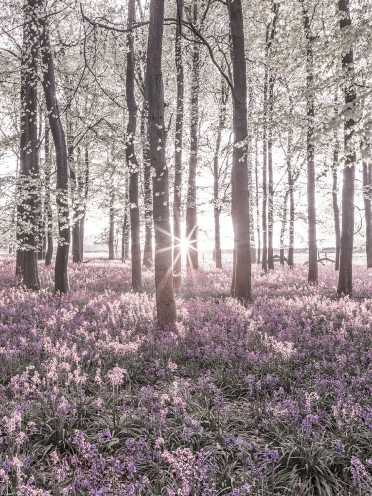 Poszter 30x40cm Bluebell erdő tavasszal naplementekor, Assaf Frank