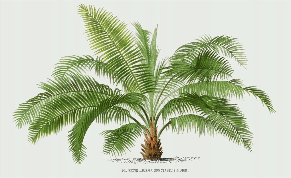 Dekoratív fotótapéta Falra Könnyű összeszerelés Fényes pálmafa 416x254 Ragasztó