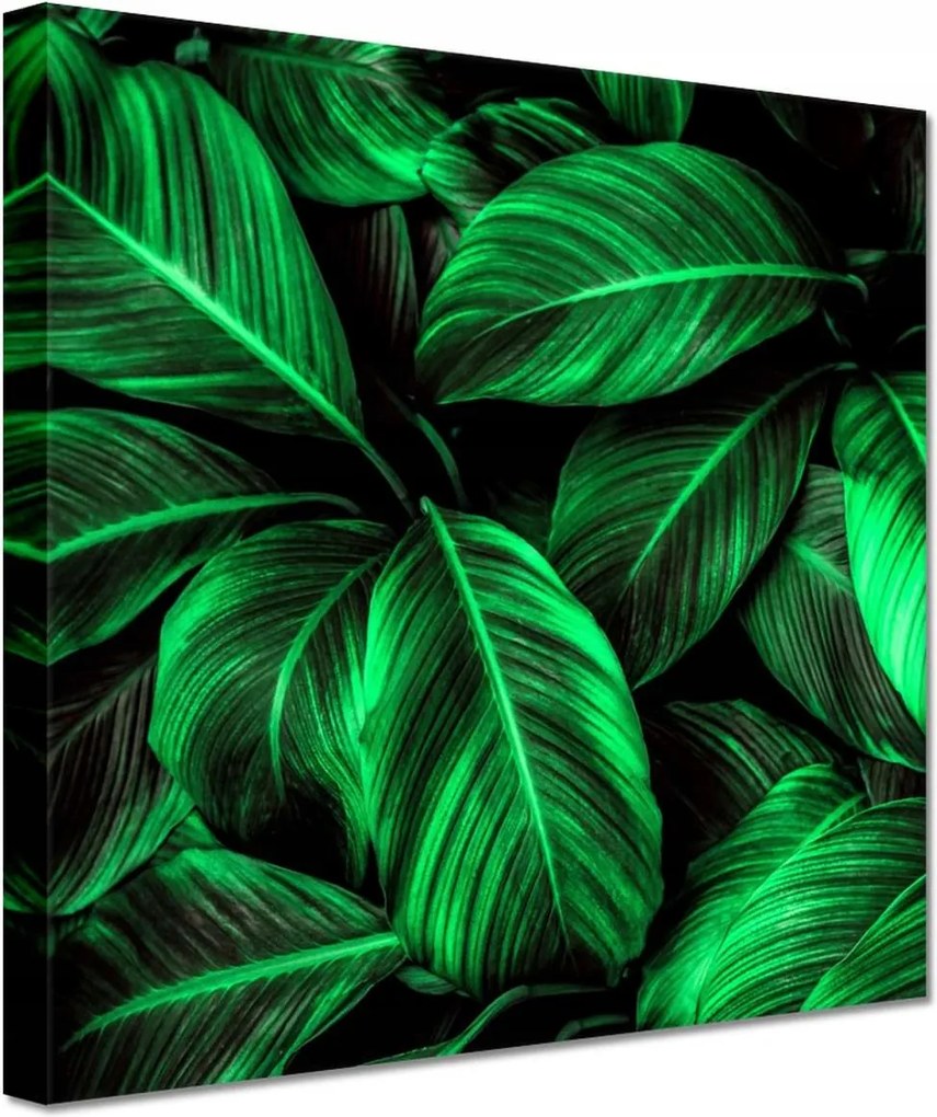 Vászonkép 20x20 Zöld levelek