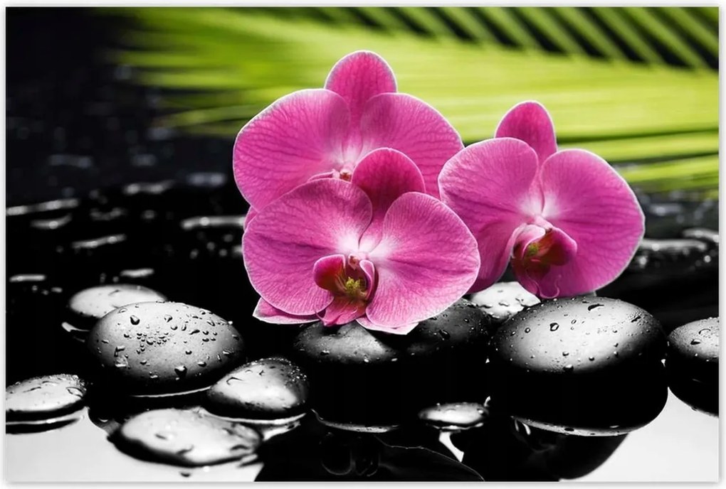 Poszterek 120x80 Spa Kövek és leanderek