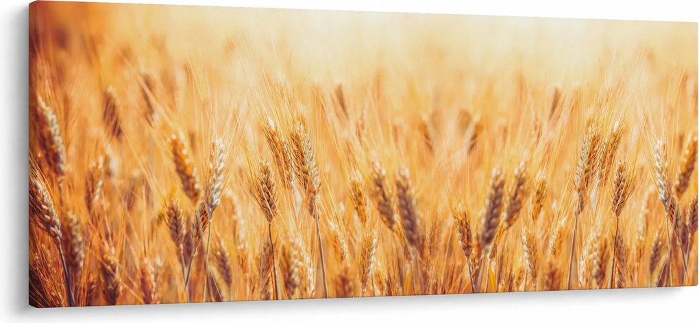 Kép - mező gabonával (120x50 cm)