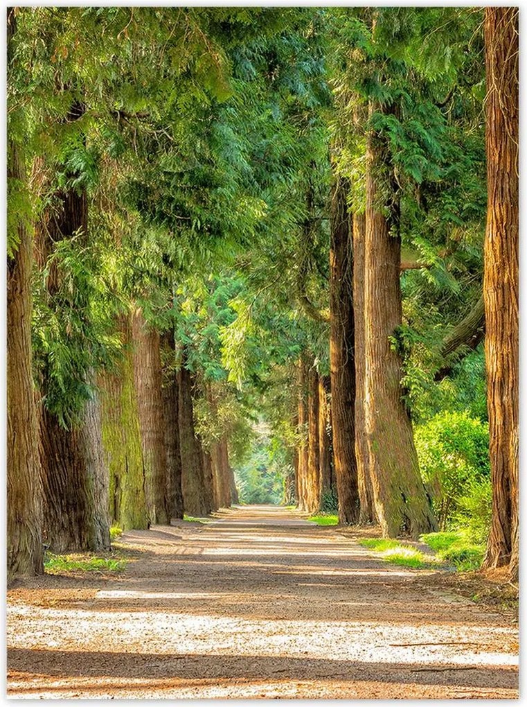 Poszterek 100x135 Út a parkban Fák