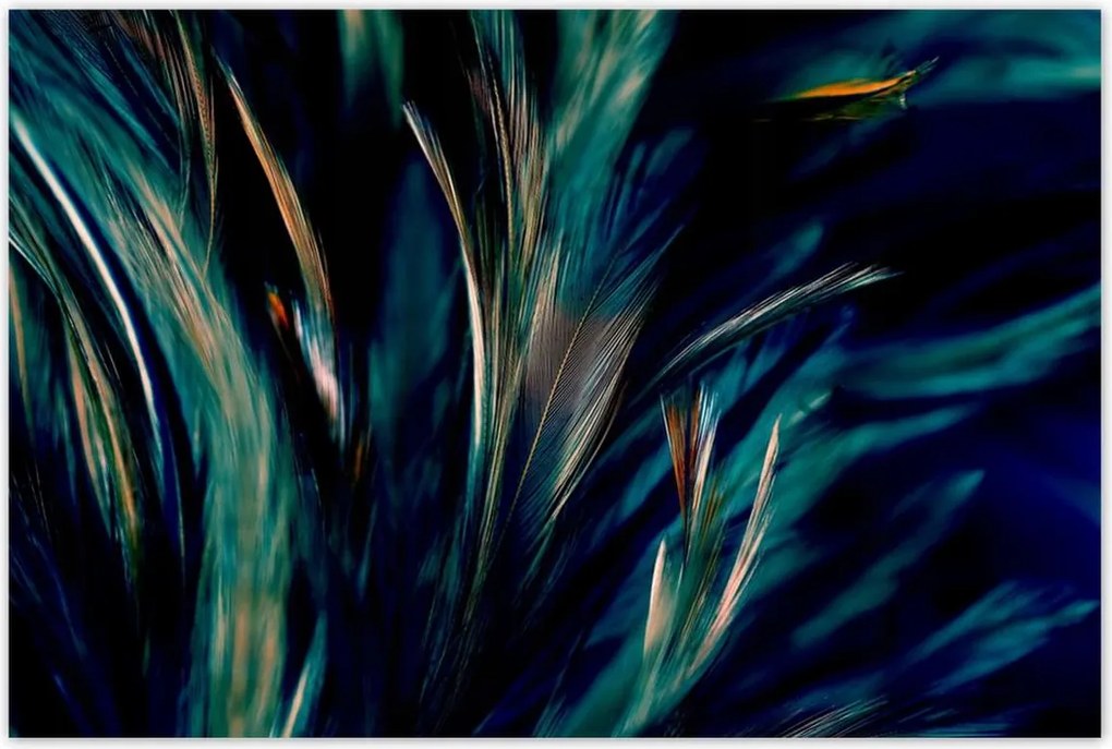 Poszterek 120x80 Puha pávatollak