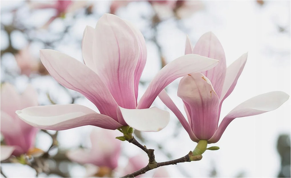 Fotótapéta Flizelina Nappali és Hálószoba Irodába Magnólia virágok 416x254