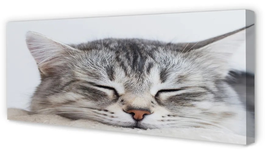 Canvas képek álmos macska 125x50 cm