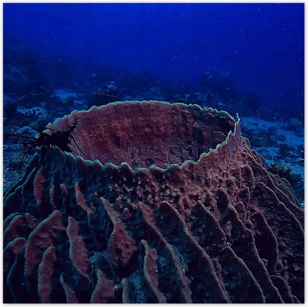 Poszterek 140x140 Víz alatti tengeri élet