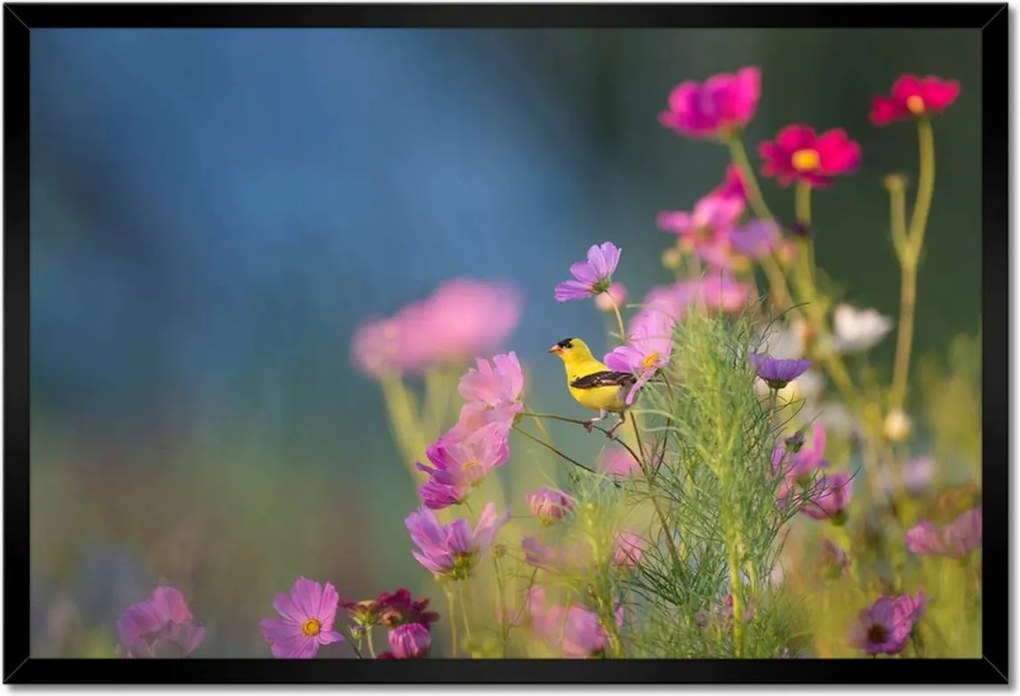 Poszterek keretben 60x40 Madarak