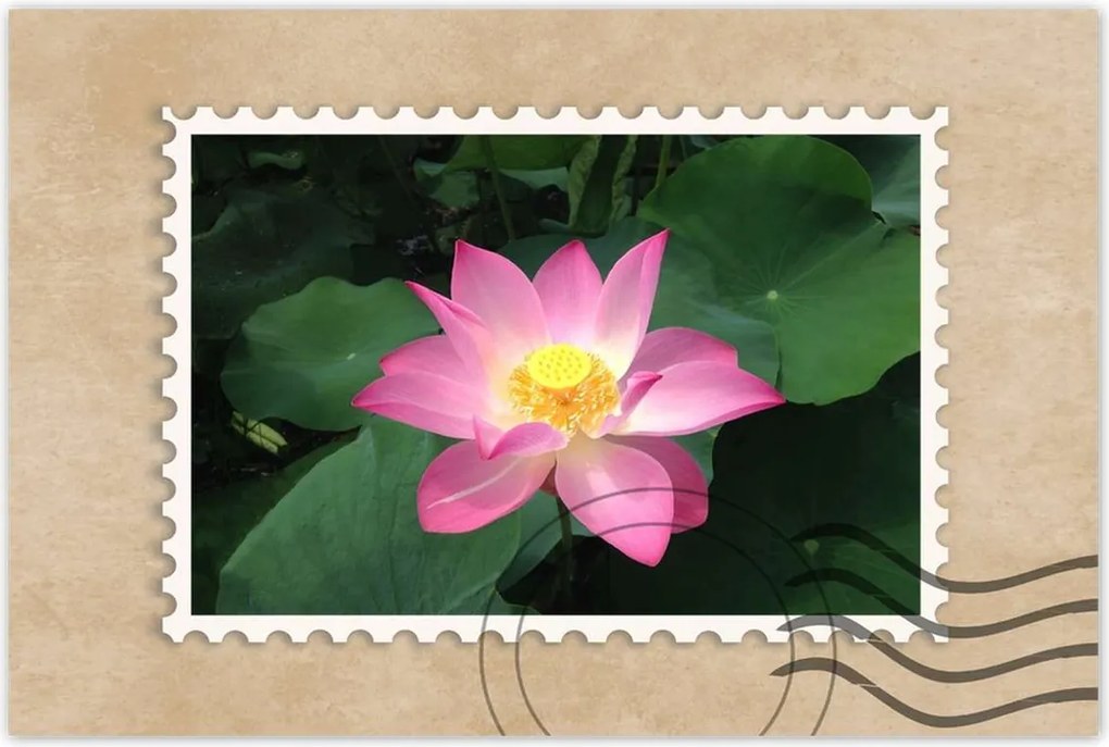 Poszterek 90x60 Lótusz Lótuszvirág