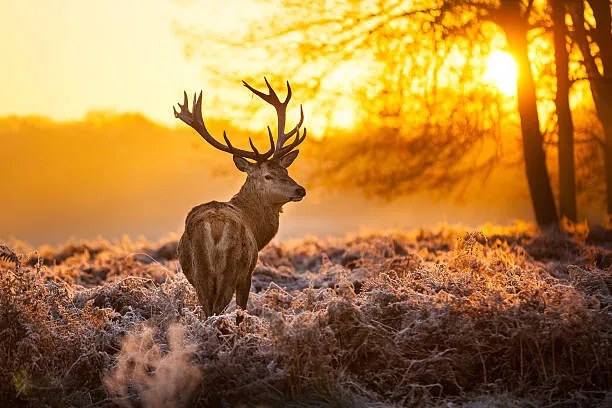 Fotográfia Red deer, arturasker