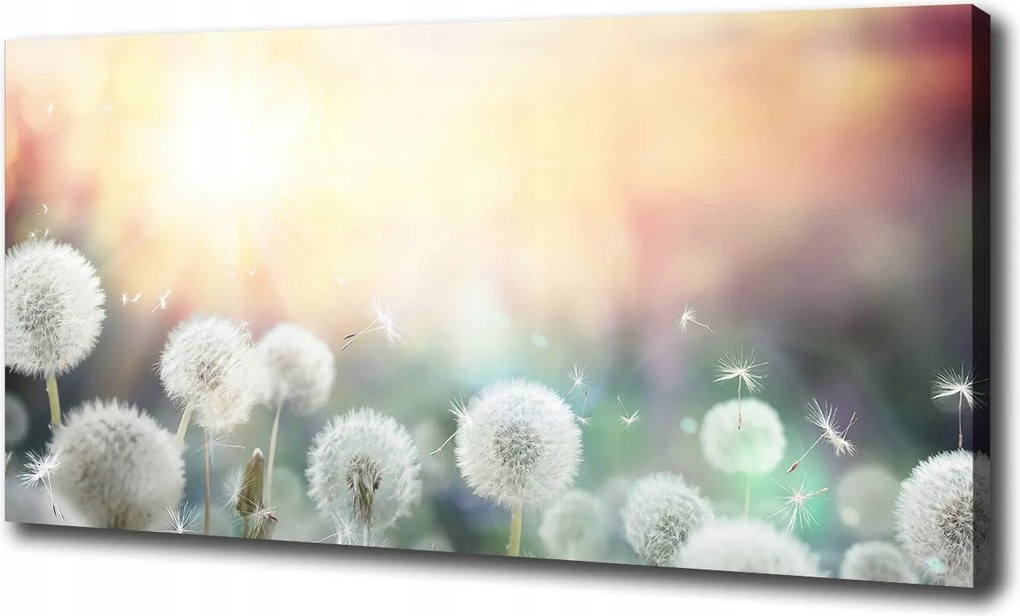 Vászonkép Pitypangmező 100x70 cm