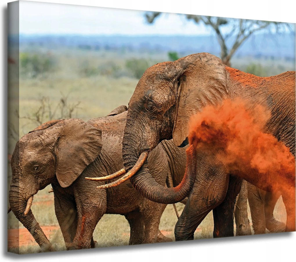 Vászonkép Elefánt pár szavanna Afrika Természet 40x30 cm