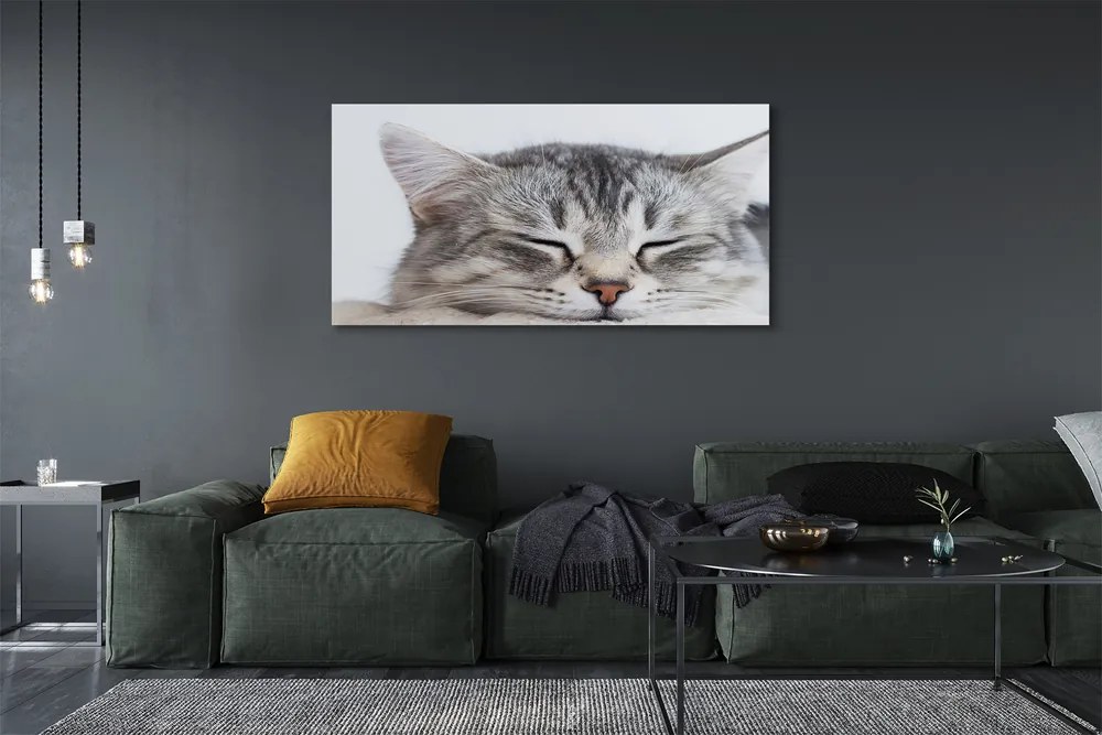 Canvas képek álmos macska 125x50 cm