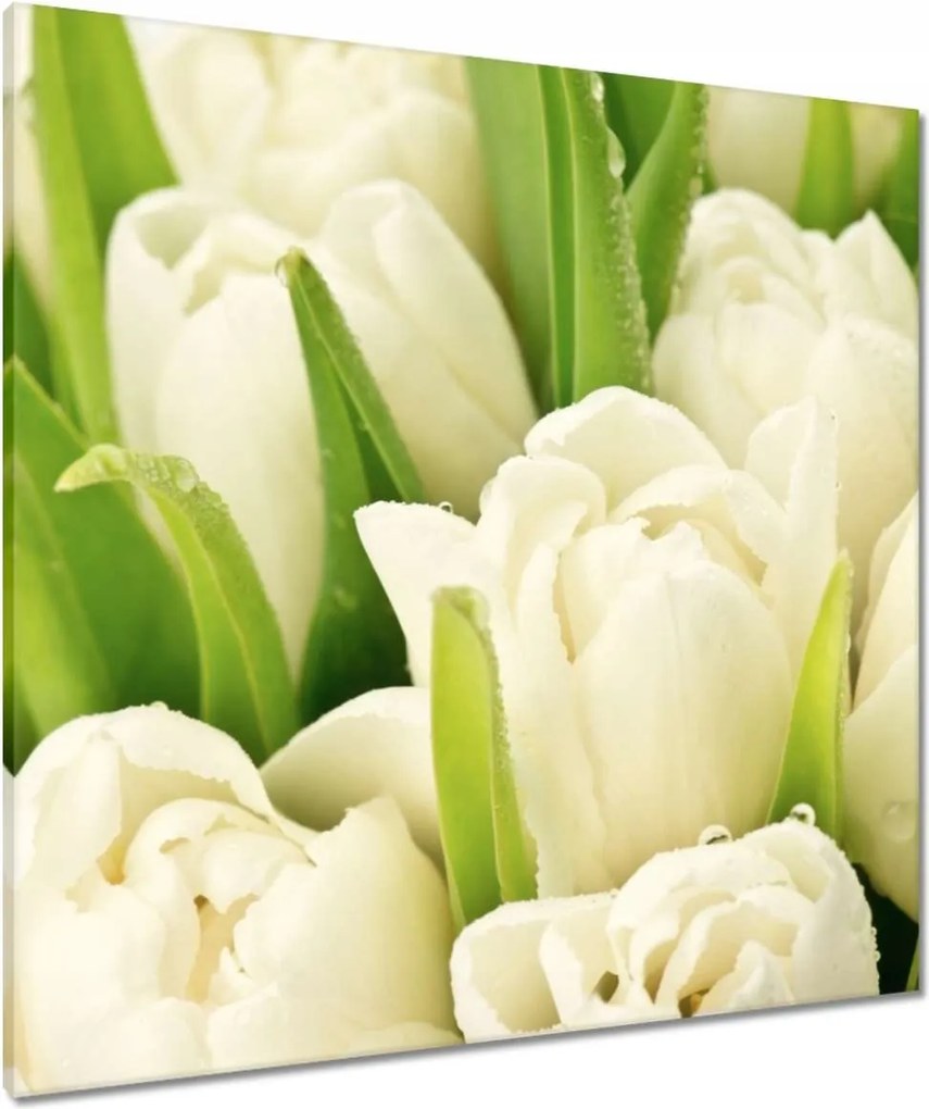 Vászonkép 80x80 Finom tulipánok