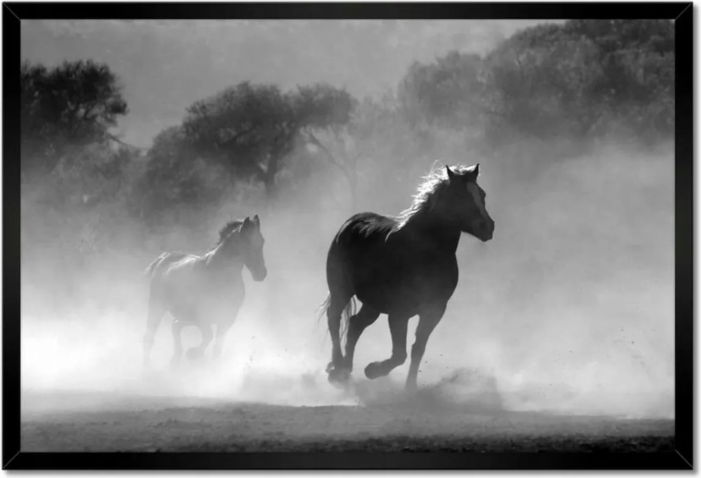 Poszterek keretben 60x40 Galoppozó lovak