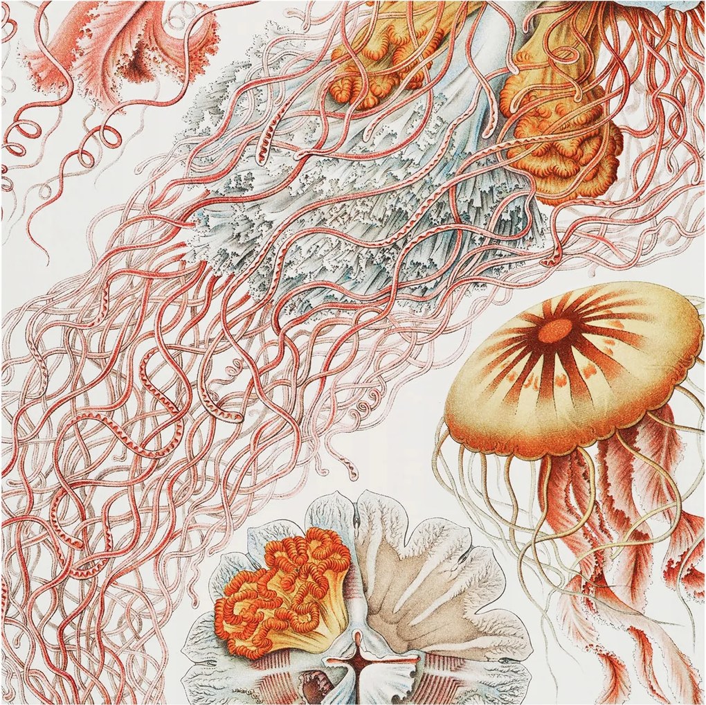 Fali tapéta Panorámával Fantázia medúzák 250x250 Ragasztó