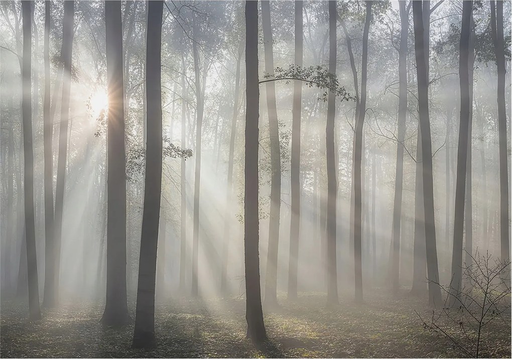 Flizelin tapéta falra Prémium éteri erdő 208x146 Ragasztó