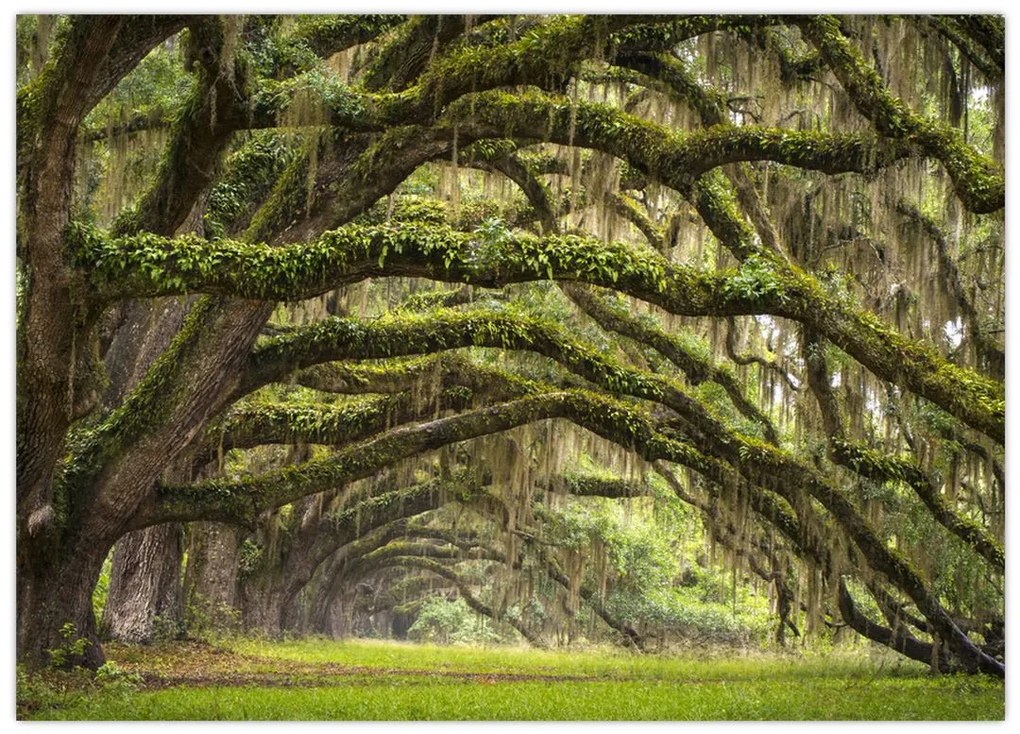 Kép - Oaks Avenue, Charleston, Dél-Karolina, Egyesült Államok (70x50 cm)