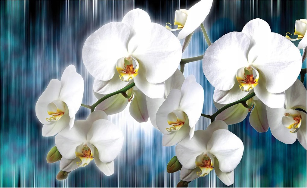 Fotótapéta Fehér orchideák vinil absztrakt kék háttér 312x219 +ragasztó
