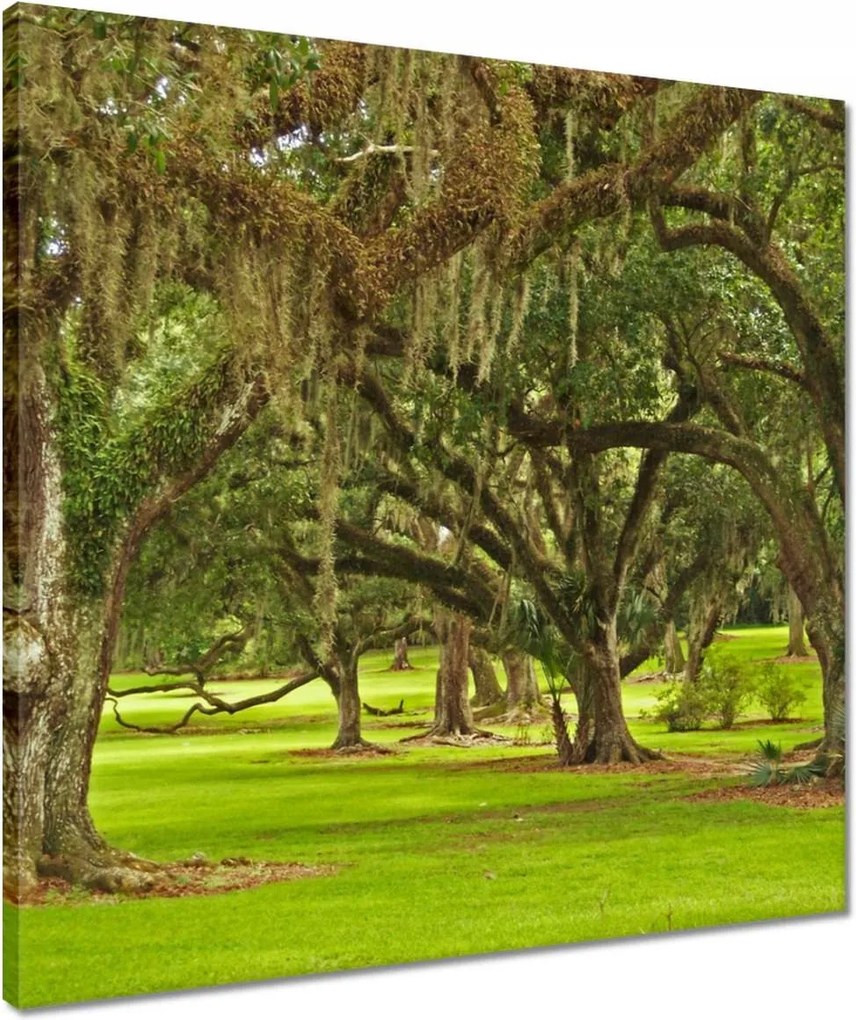 Vászonkép 50x50 Park tölgyfákkal
