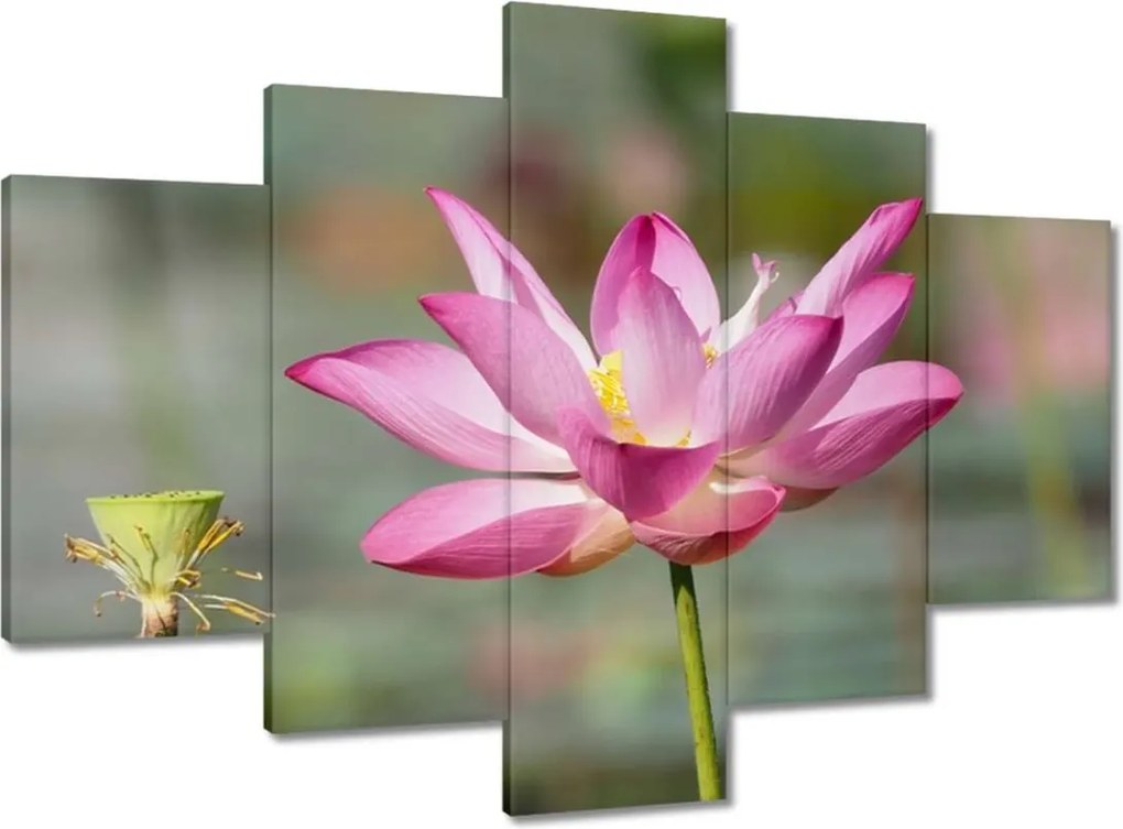 Festmények 150x105 Kalapos madár Tájkép Kilátás