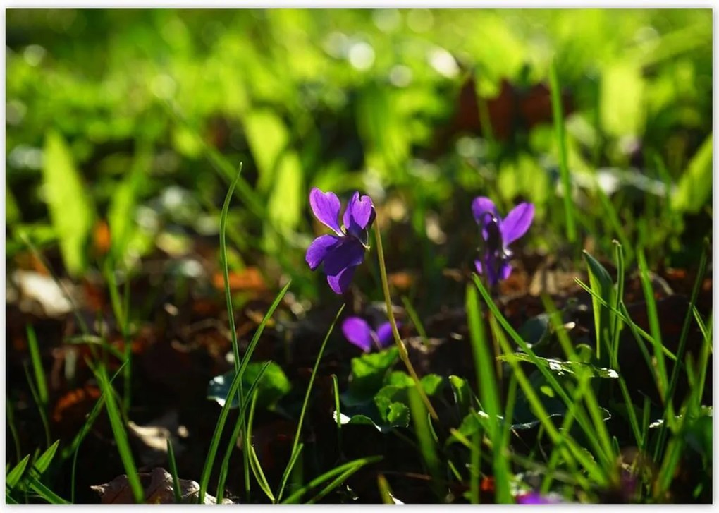 Poszterek 100x70 Mezei ibolya