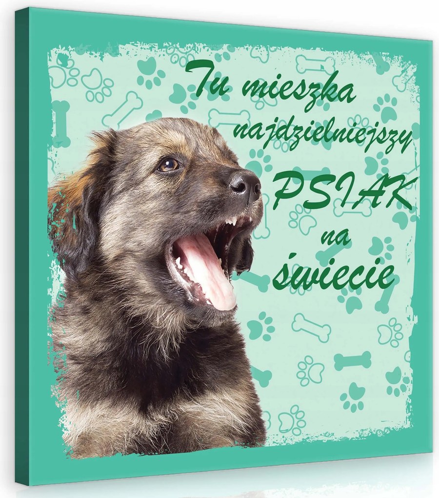 Vászonkép 40x40 Kiskutya kutya portré öröm játék csont mancs türkiz pozitív