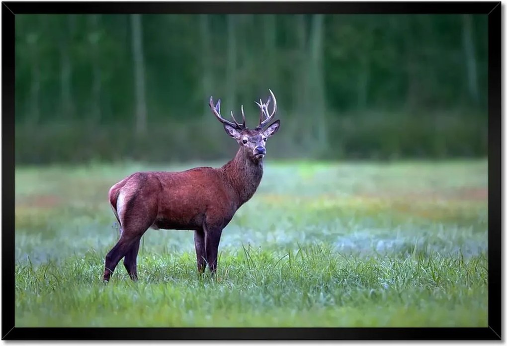 Poszter keretben 60x40 Szarvas Erdő Tájkép