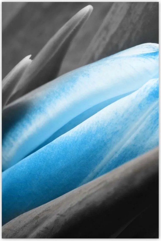 Poszterek 80x120 Kék szirmok Tulipán