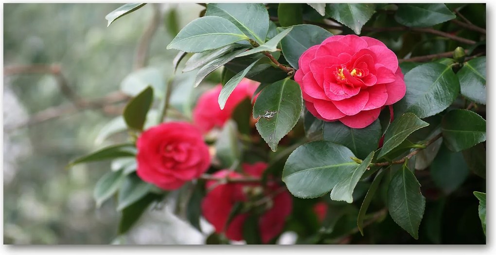 Kamélia konyhai üvegpanel 140x70 cm Ragasztó