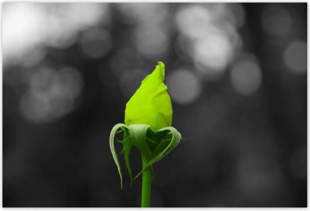 Plakátok 200x135 Lime rose