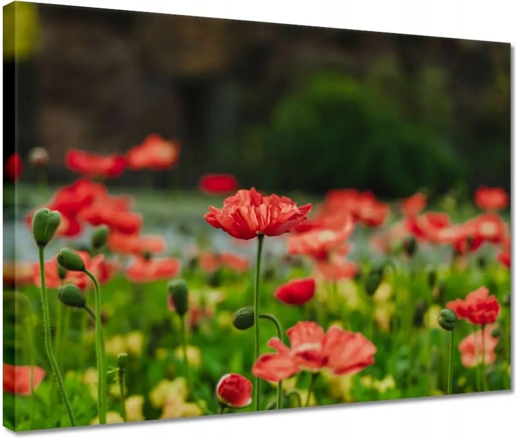 Vászonkép 40x30 Pipacs Virágok