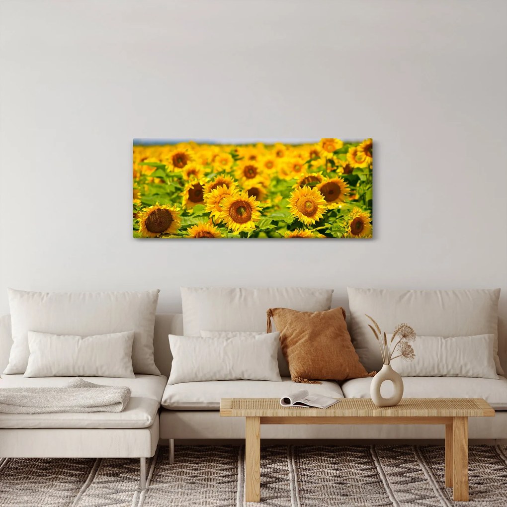 Kép - Napraforgók (120x50 cm)