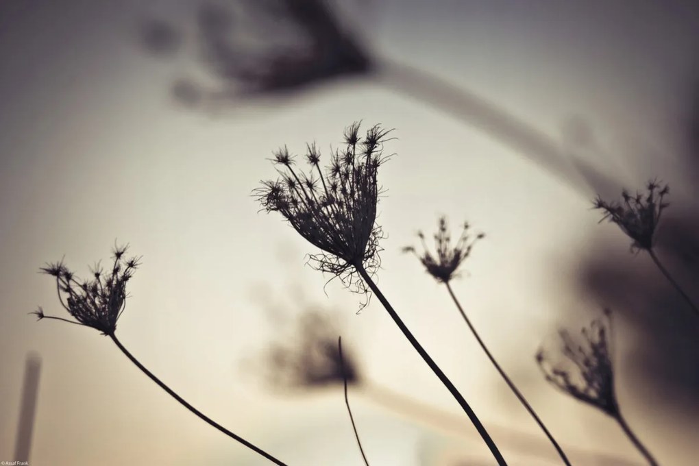 Poszter 45x30cm Püspöki fű sziluett, Assaf Frank