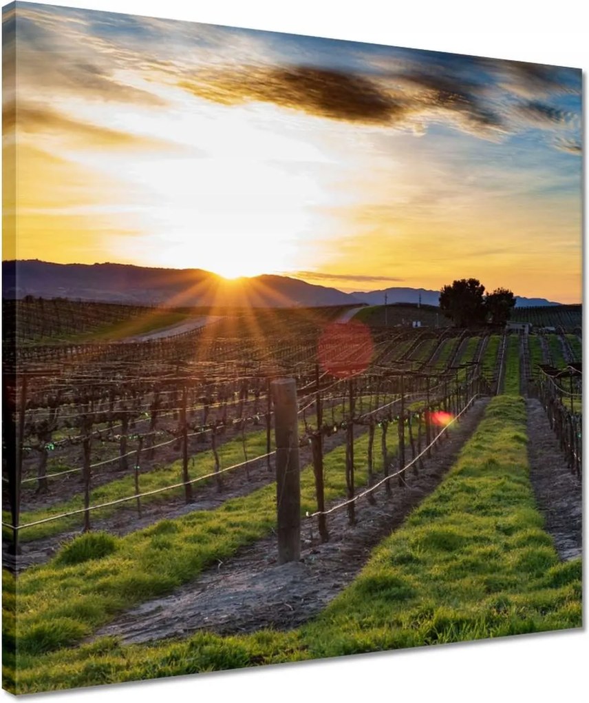 Vászonkép 40x40 Szőlőbirtok Tájkép