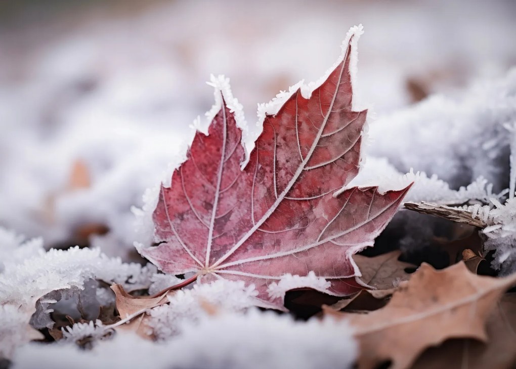 Poszter 35x25cm Levél az ősz végén